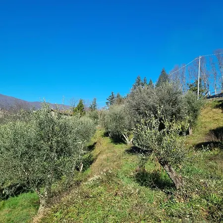 ' Ombra Del Lauro