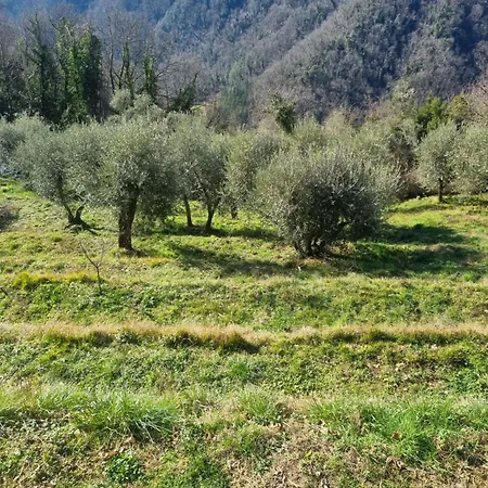 ' Ombra Del Lauro *